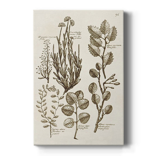 Sepia Botanical Journal VIII - Canvas Art Print