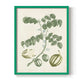 Buchoz Tropicals II - Restickable Framed Art Print