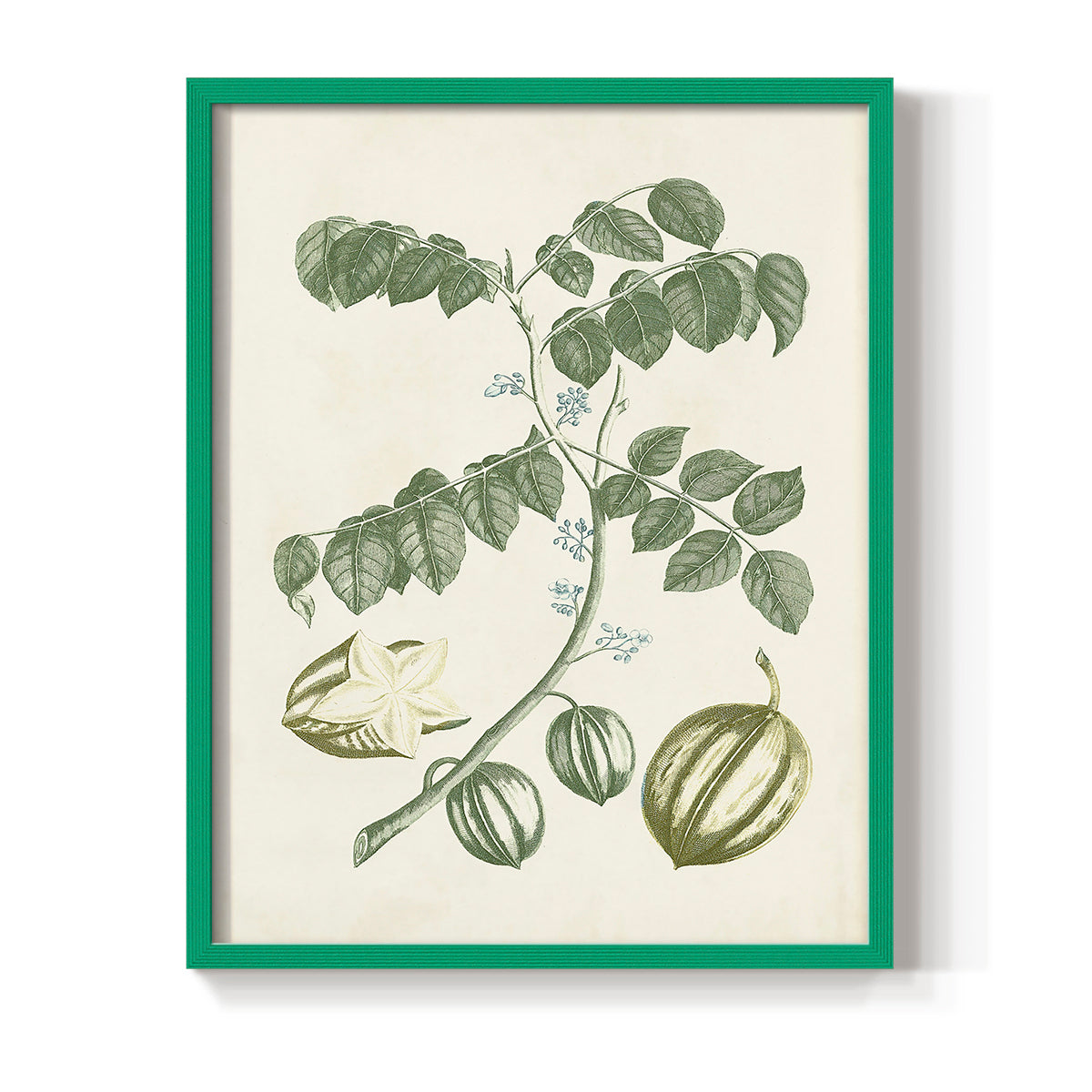 Buchoz Tropicals II - Restickable Framed Art Print