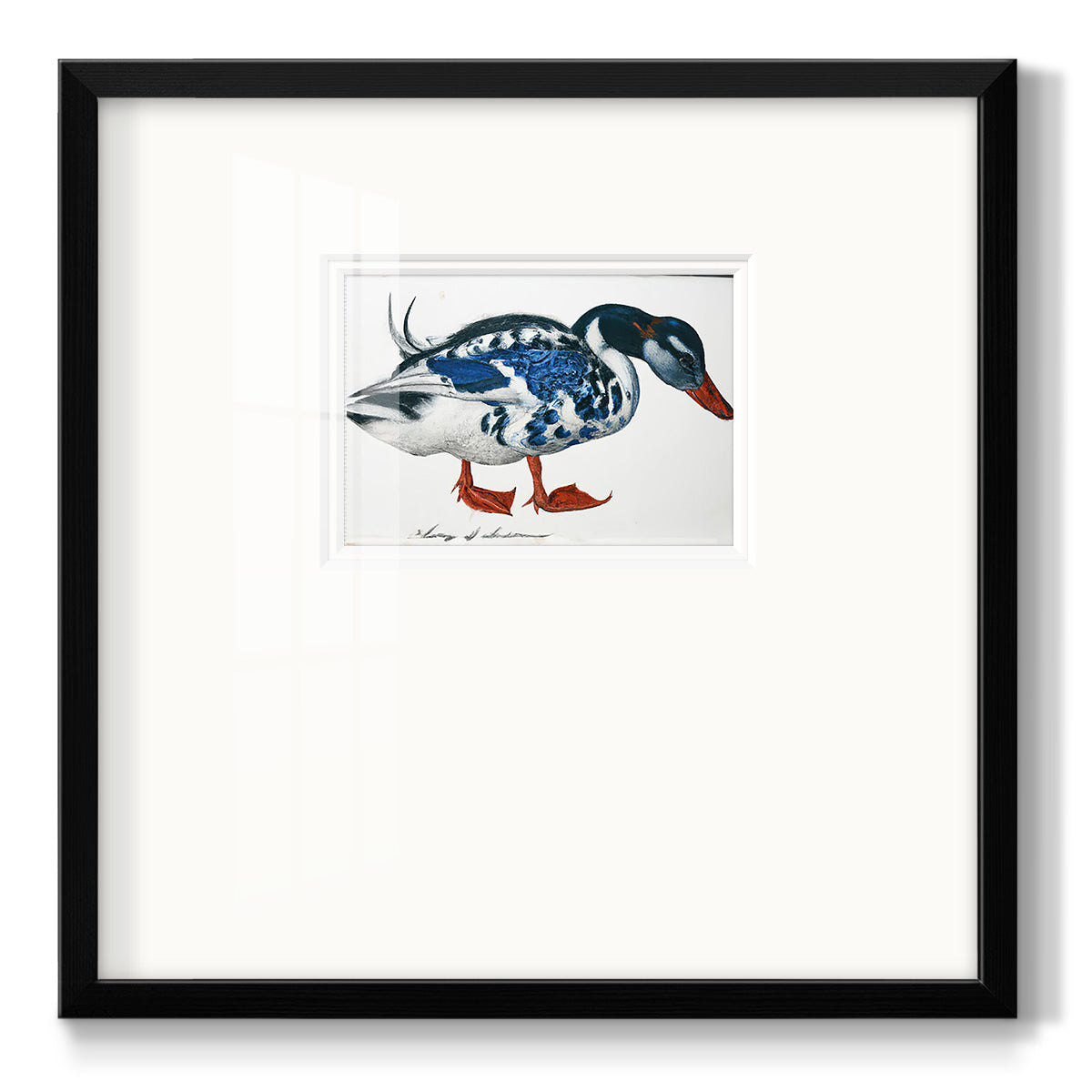 Blue Mallard Premium Framed Print Double Matboard