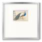 Golden Peacock III - Double Matboard Framed Print