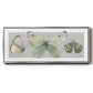 Pretty Insects II - Floater Framed Canvas Print