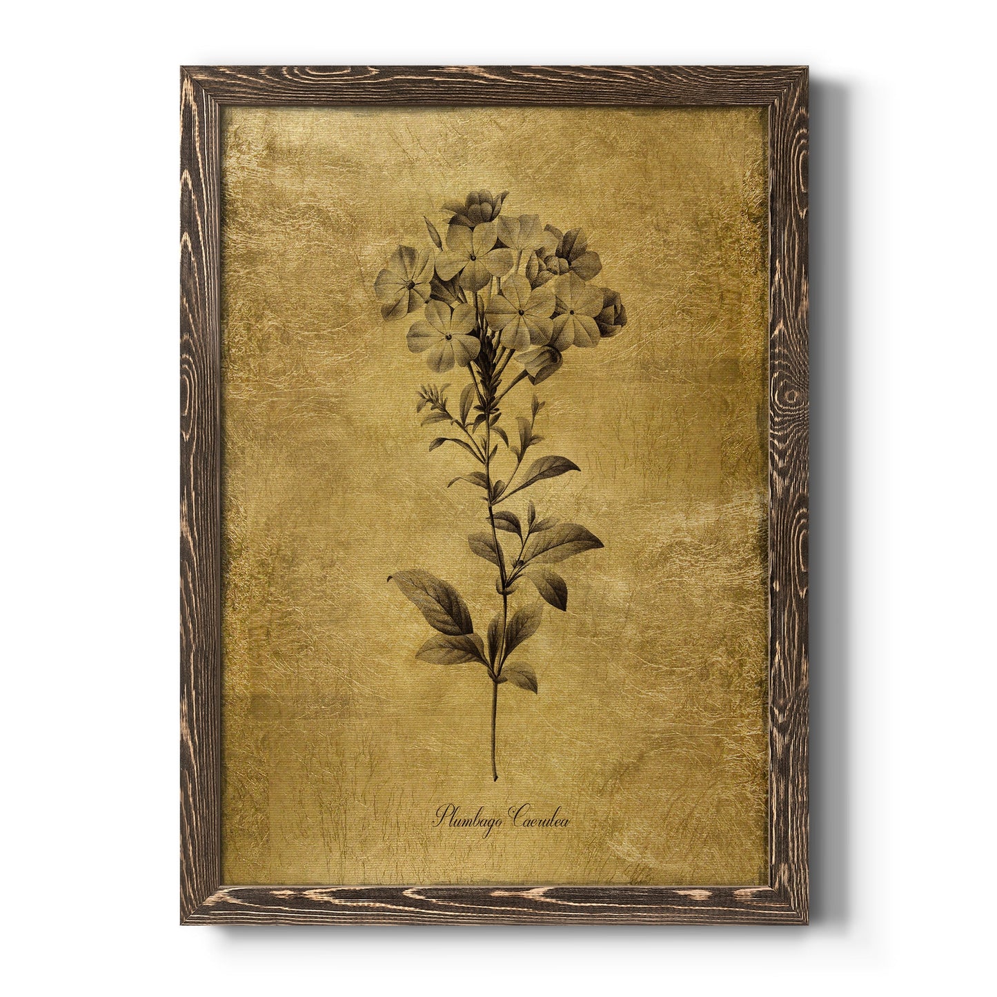 Gold Sketch Botanical II - Barnwood Framed Canvas Print