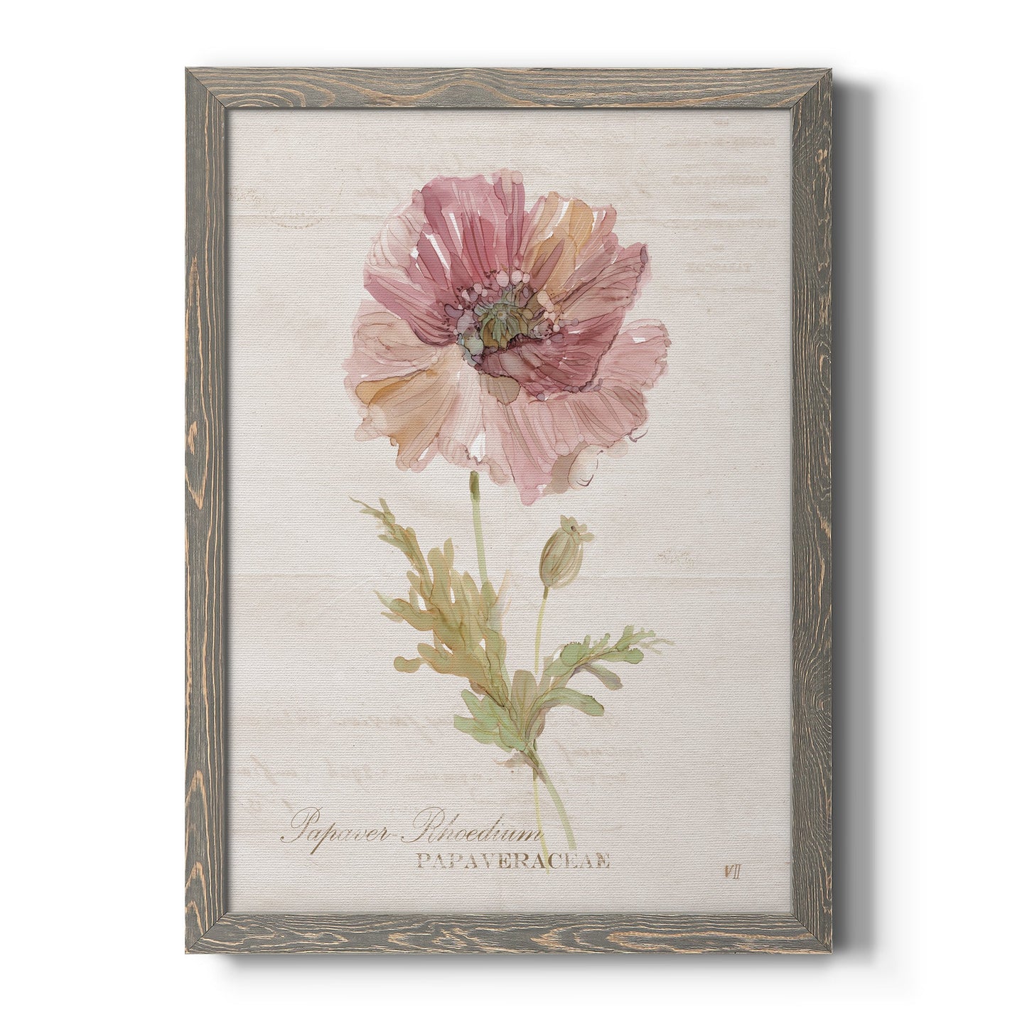 Soft Poppy - Barnwood Framed Canvas Print