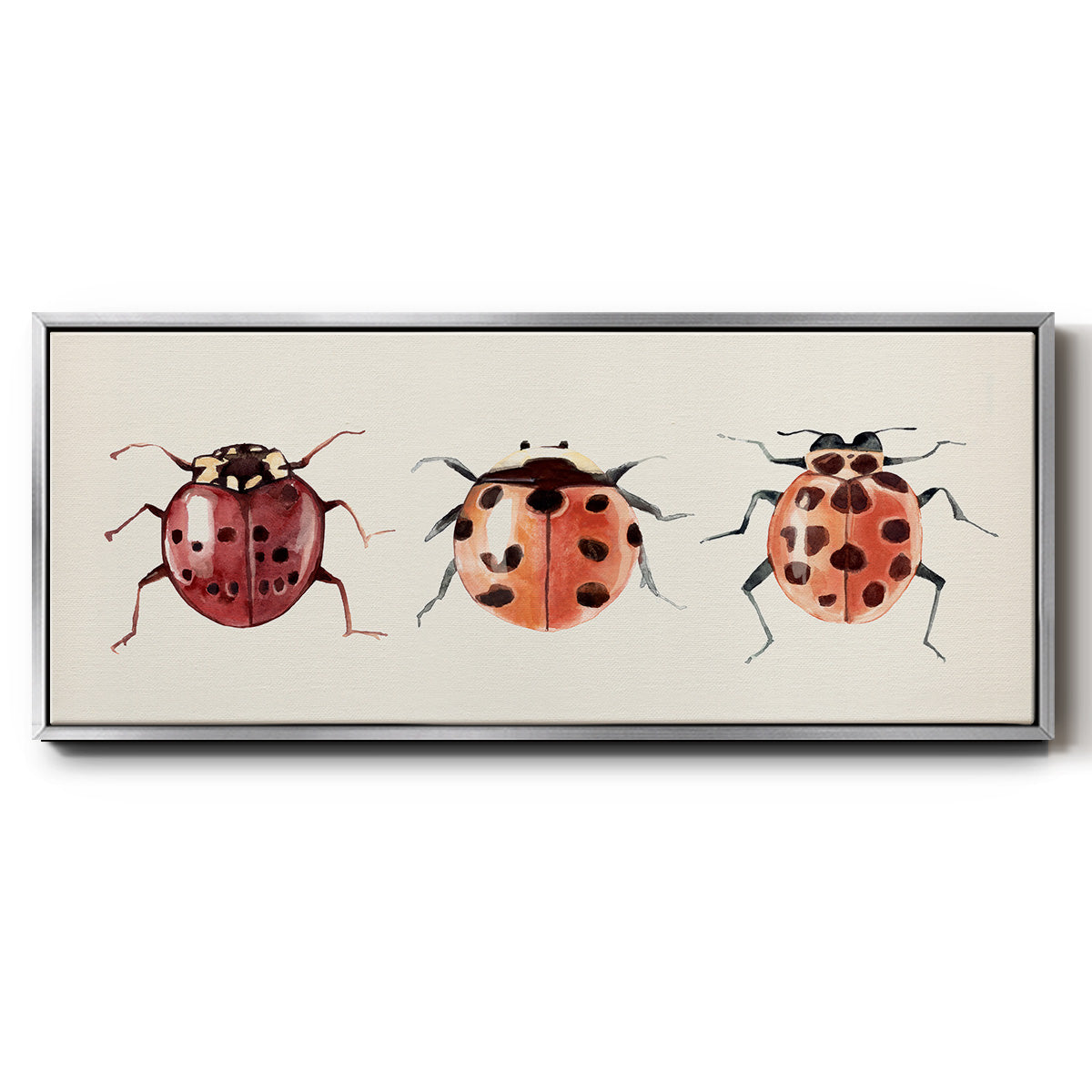 Ladybug Display I - Floater Framed Canvas Print