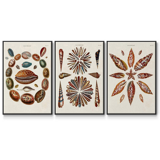 Spiral Shell Formation I - Framed Premium Gallery Wrapped Canvas L Frame 3 Piece Set - Ready to Hang