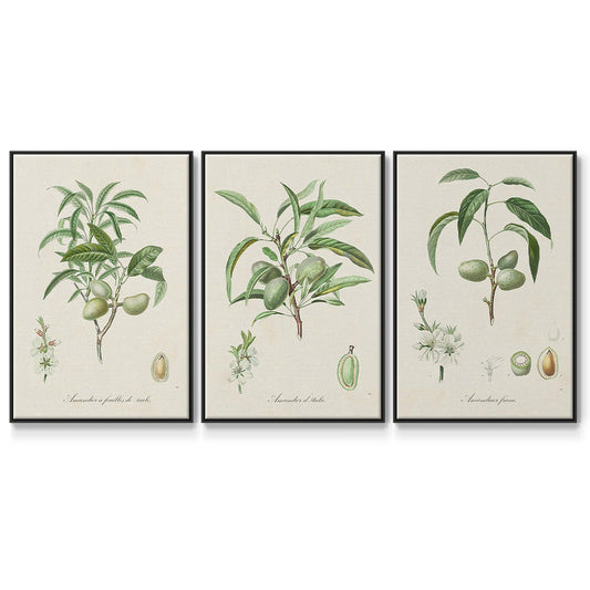 Antique Almond Botanical I - Floater Framed Canvas Set