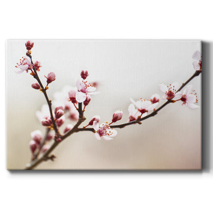 Cherry Blossom Study I - Canvas Art Print