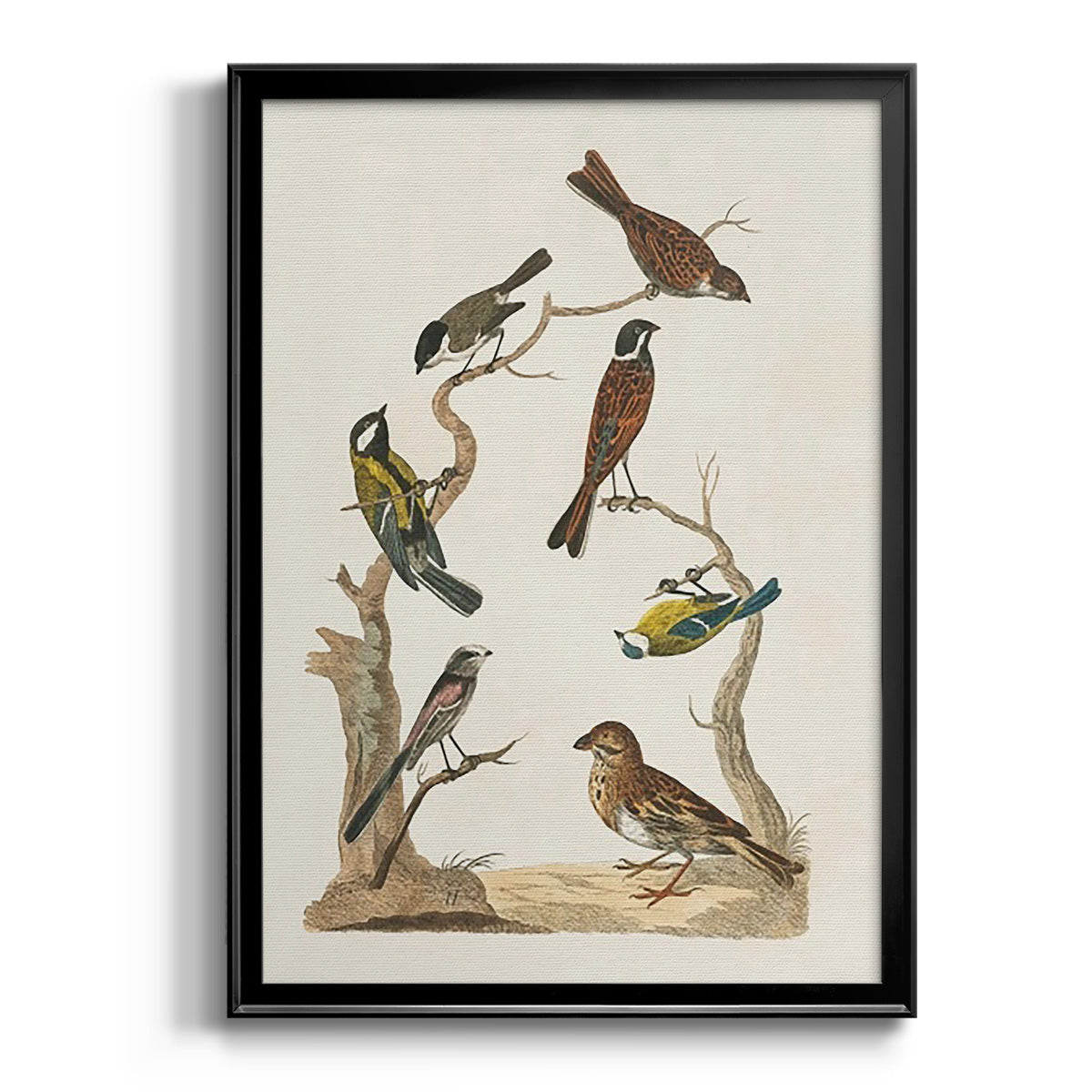 Antique Birds in Nature II - Modern Framed Canvas Print