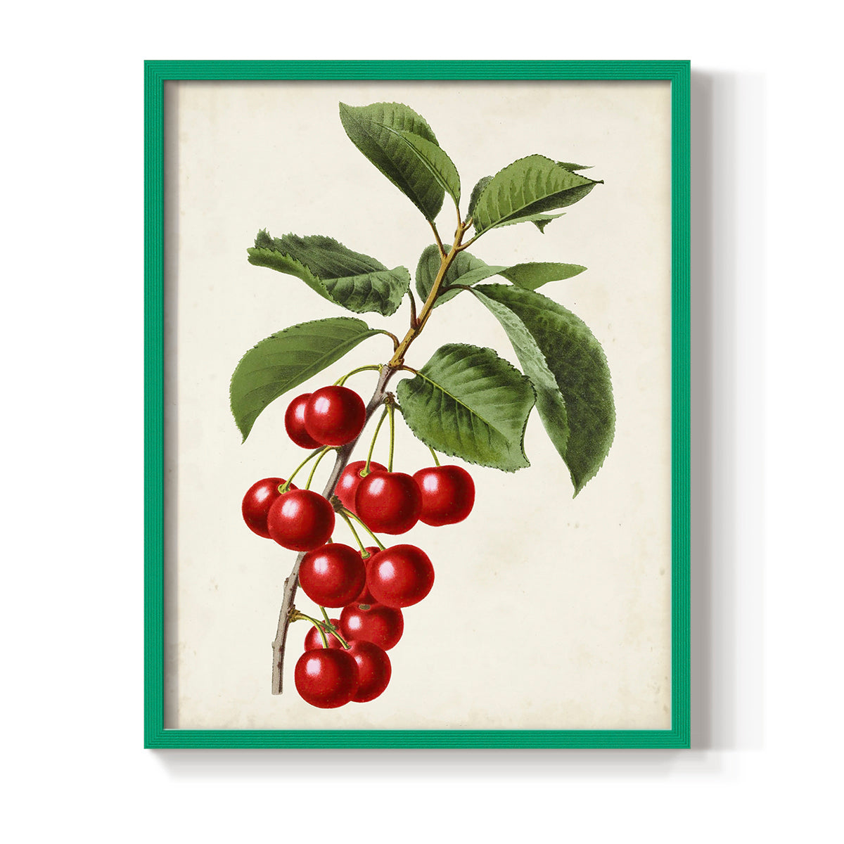 Antique Fruit II - Restickable Framed Art Print