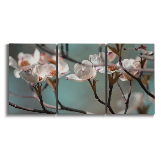 Three-panel canvas wall art featuring dogwood blossoms in spring photograph on white background.
