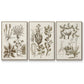 Sepia Botanical Journal VI - Framed Premium Gallery Wrapped Canvas L Frame 3 Piece Set - Ready to Hang