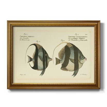 Bloch Antique Fish I Premium Framed Canvas- Ready to Hang