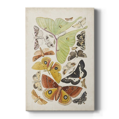 Antique Moths I - Canvas Art Print