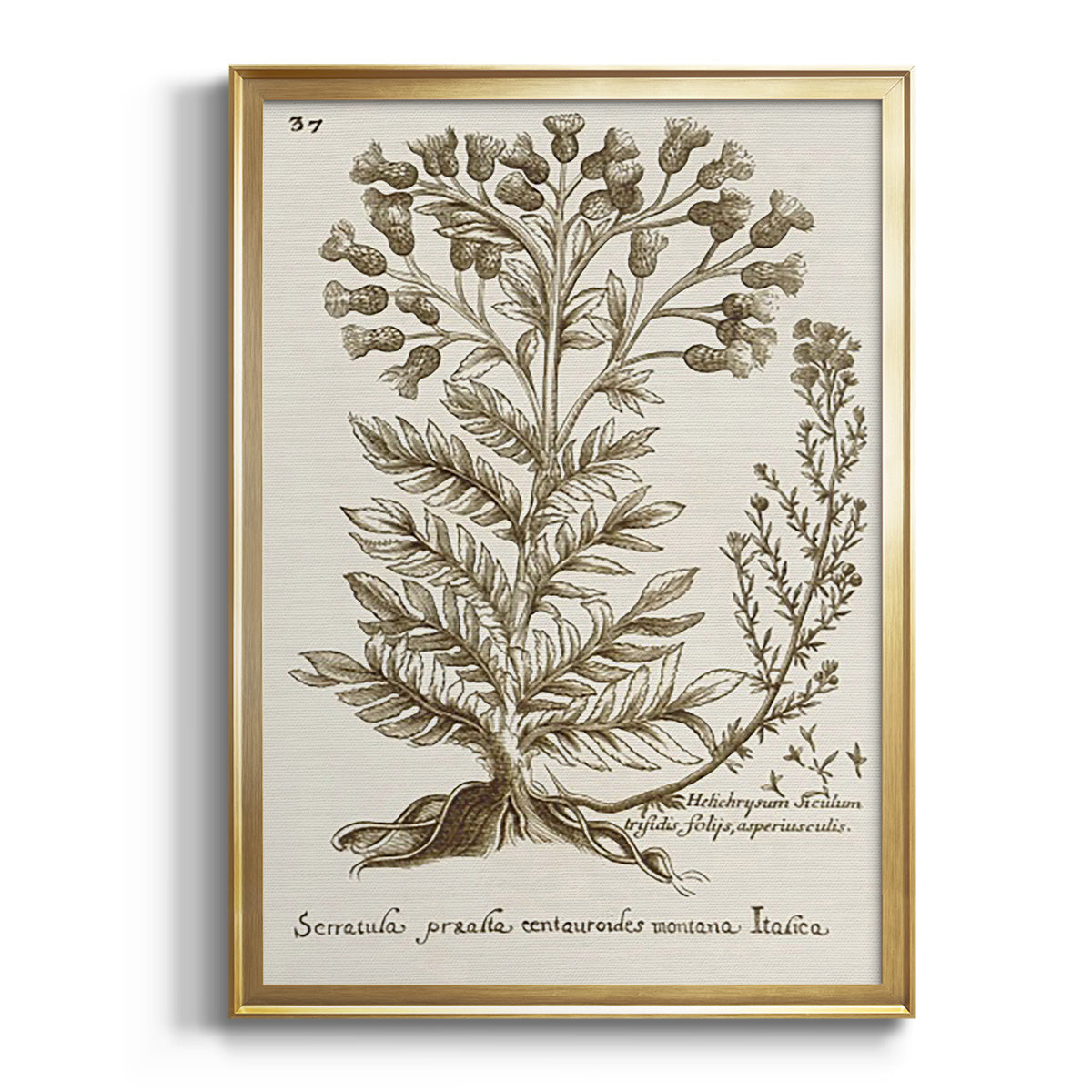 Sepia Botanical Journal I - Modern Framed Canvas Print