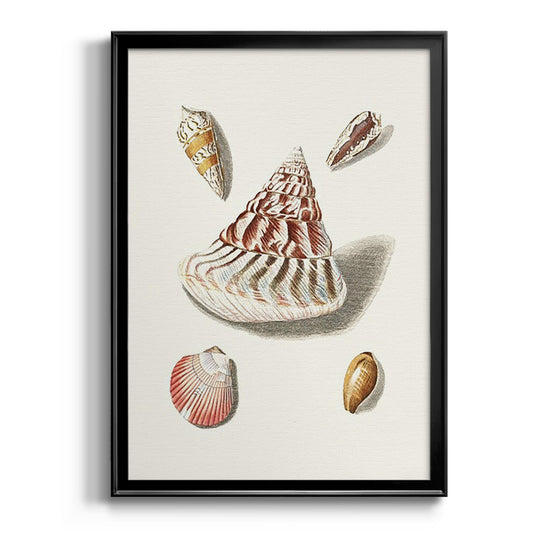 Pastel Knorr Shells VII - Modern Framed Canvas Print