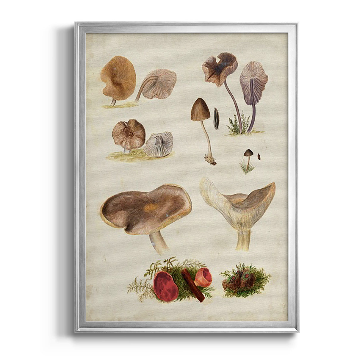 Mushroom Species III - Modern Framed Canvas Print