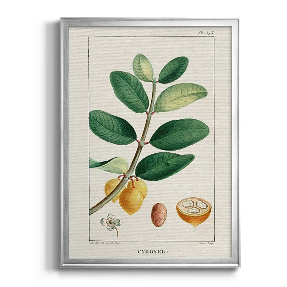 Turpin Tropical Botanicals V - Modern Framed Canvas Print