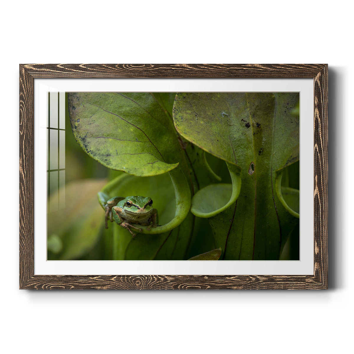 Arboreal Refuge - Barnwood Framed Art Print