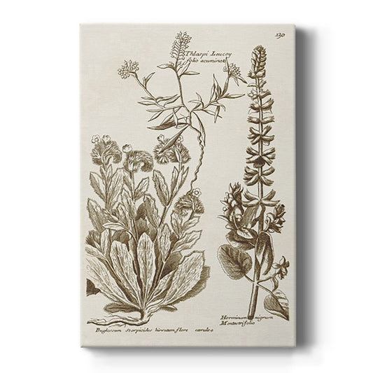 Sepia Botanical Journal IV - Canvas Art Print