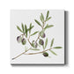 Olive Branch II - Canvas Art Print