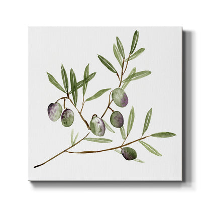 Olive Branch II - Canvas Art Print
