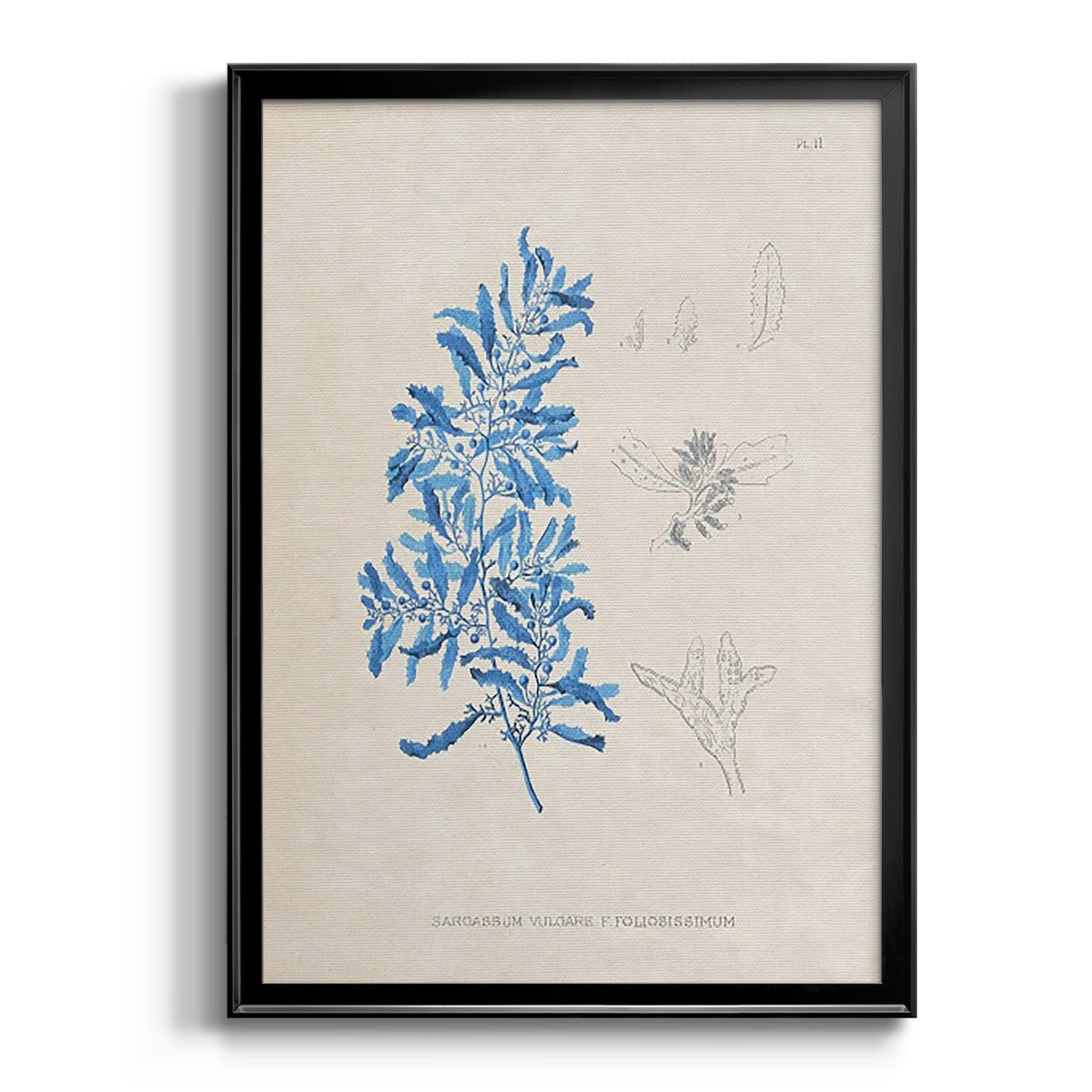 Blue Marine Algae VI - Modern Framed Canvas Print