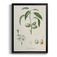 Antique Almond Botanical I - Modern Framed Canvas Print