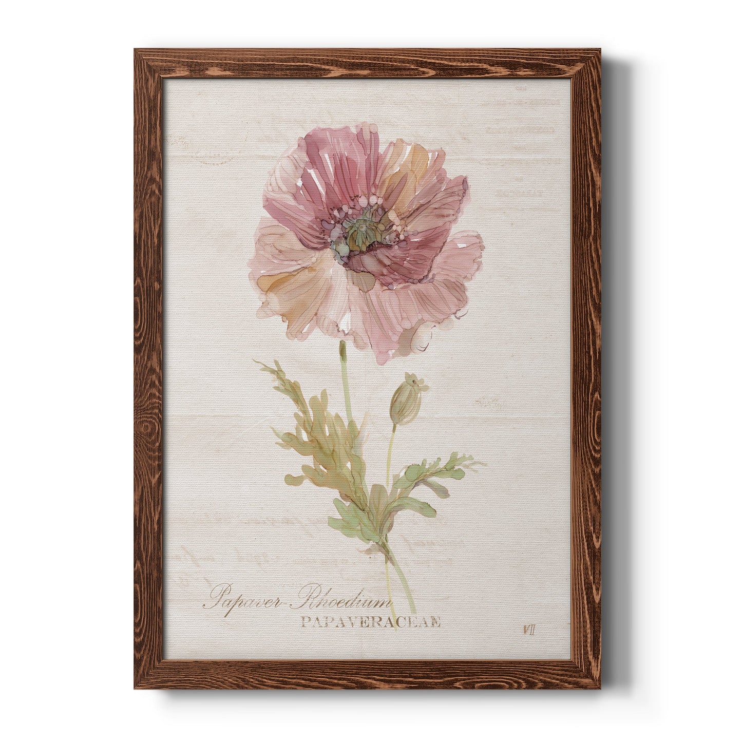 Soft Poppy - Premium Canvas Framed in Barnwood - Ready to Hang