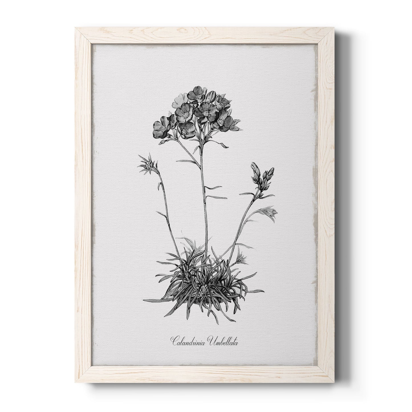 Simply Caladrinia - Barnwood Framed Canvas Print