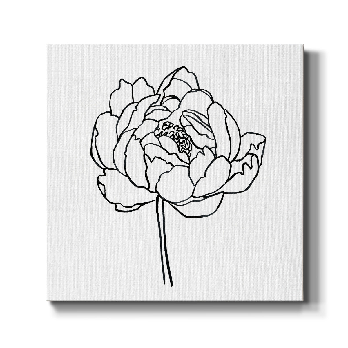 Peony Contour I - Canvas Art Print