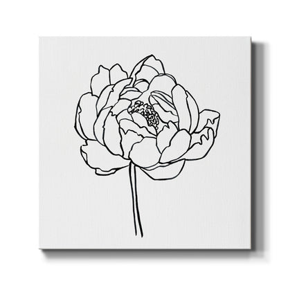 Peony Contour I - Canvas Art Print
