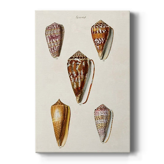 Cone Shell Collection VI - Canvas Art Print