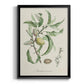 Antique Almond Botanical IV - Modern Framed Canvas Print