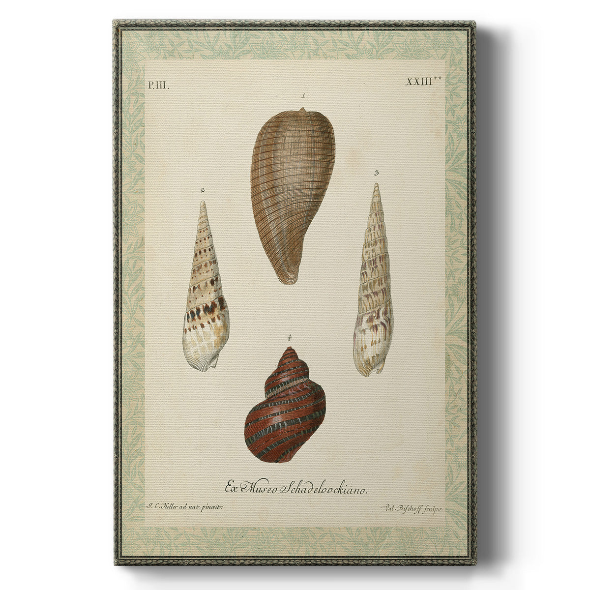 Bookplate Shells V Premium Gallery Wrapped Canvas - Ready to Hang