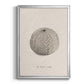 Shore Treasure Study I - Modern Framed Canvas Print