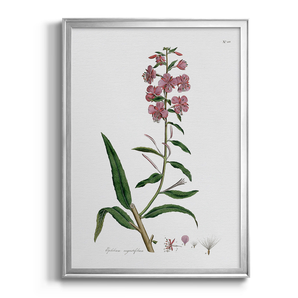 Rose Botanical I - Modern Framed Canvas Print