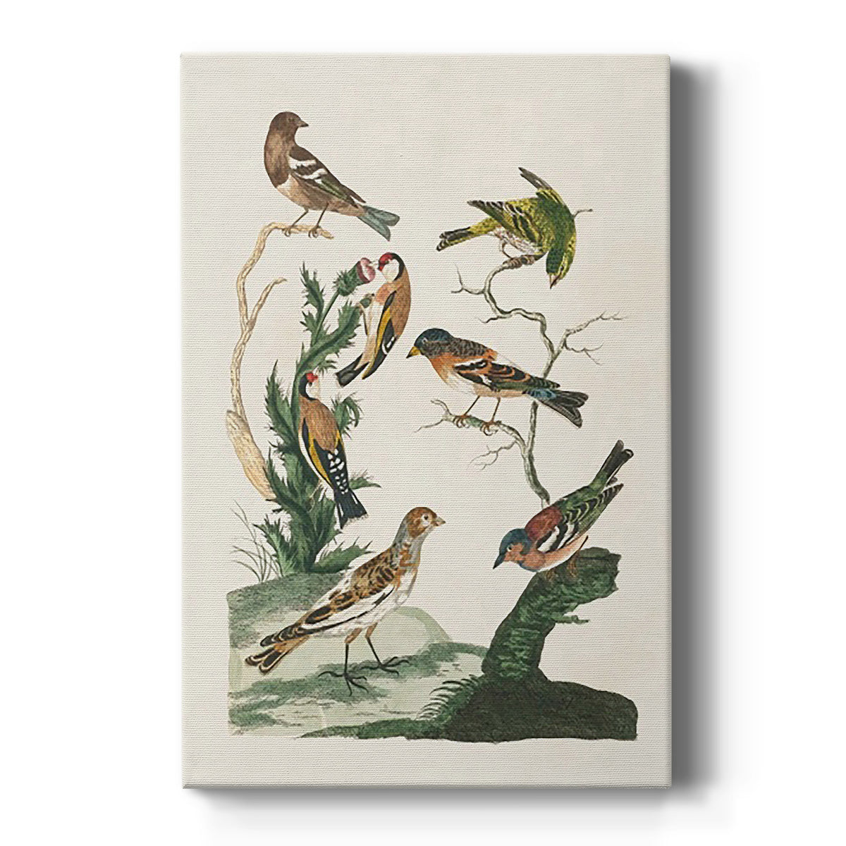 Antique Birds in Nature I Premium Gallery Wrapped Canvas - Ready to Hang