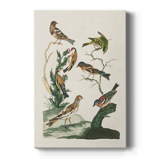 Antique Birds in Nature I - Canvas Art Print