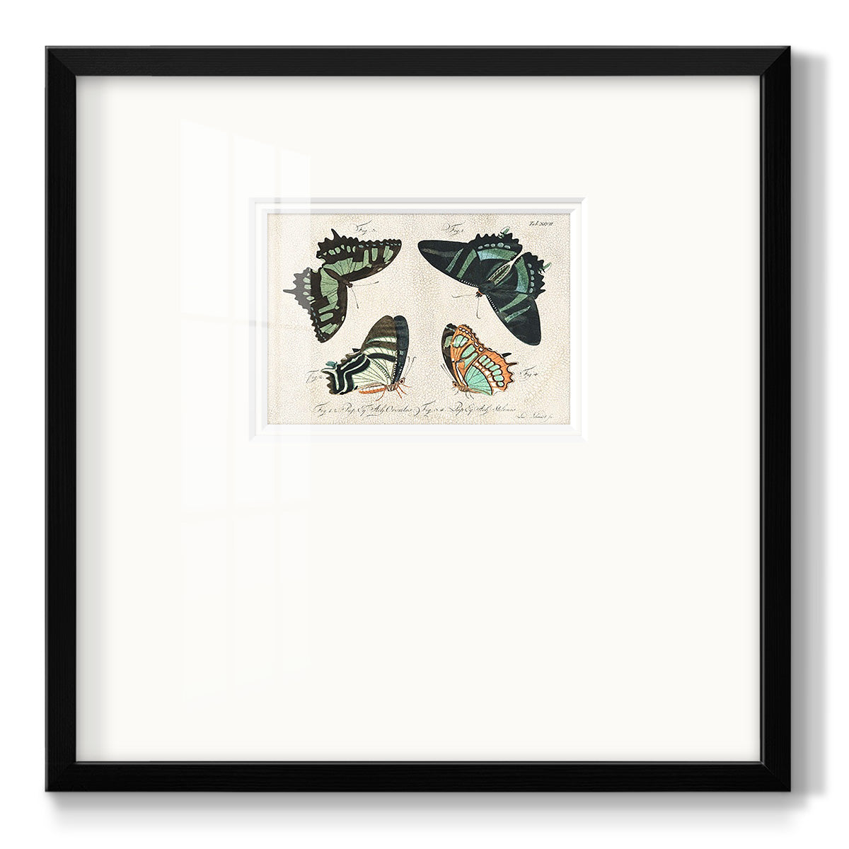 Crackled Butterflies III - Double Matboard Framed Print