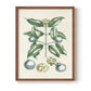 Buchoz Tropicals VII - Restickable Framed Art Print