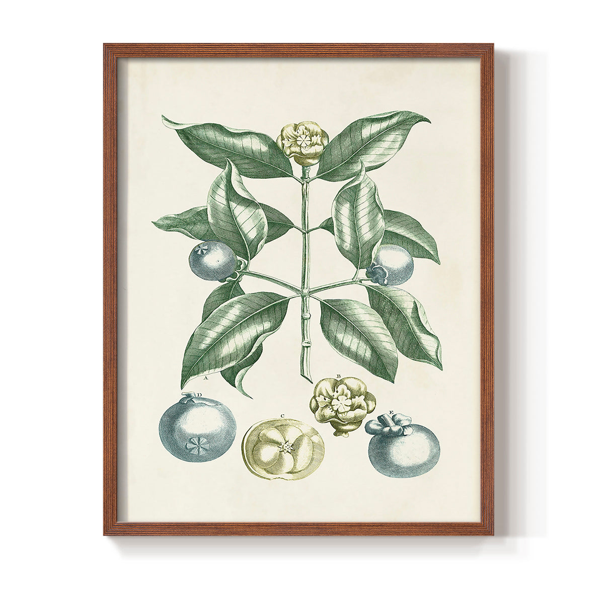Buchoz Tropicals VII - Restickable Framed Art Print