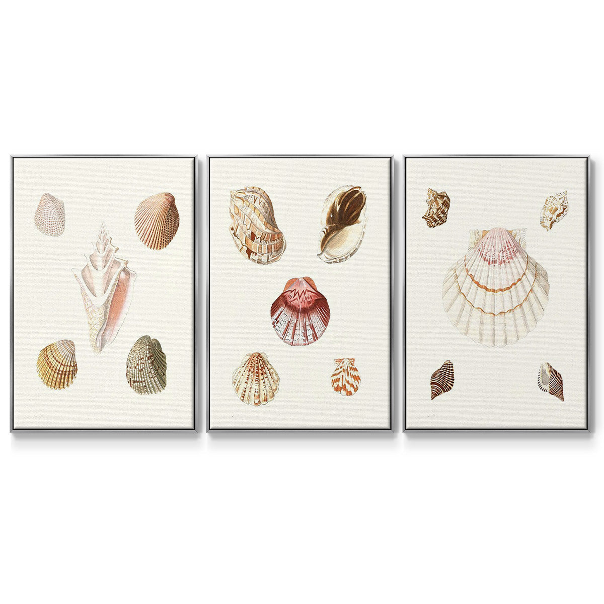 Pastel Knorr Shells I - Framed Premium Gallery Wrapped Canvas L Frame 3 Piece Set - Ready to Hang