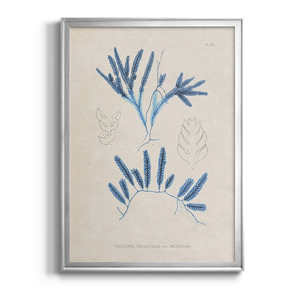 Blue Marine Algae I - Modern Framed Canvas Print