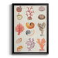 Coral & Shell Collage I -  Framed Canvas Print