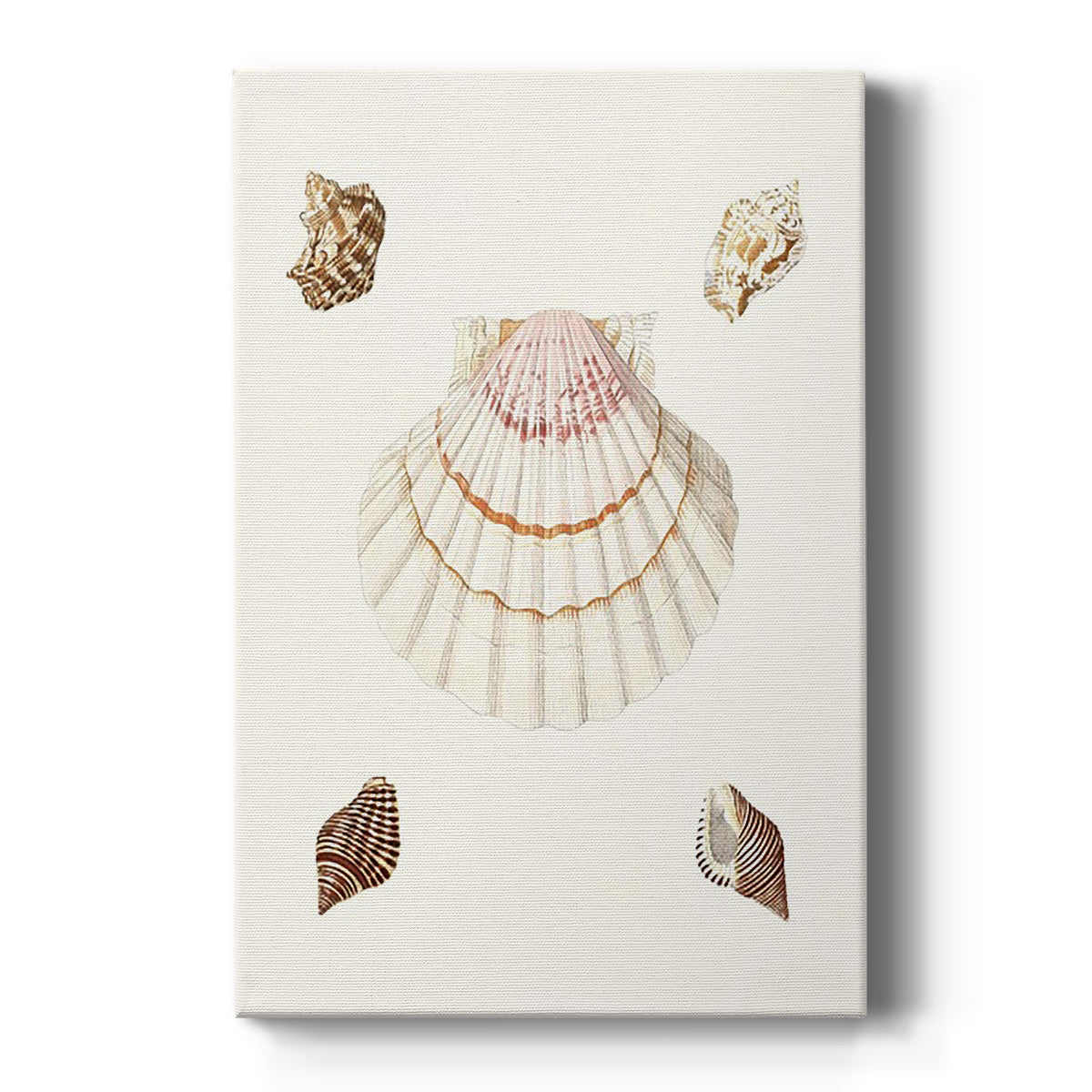 Pastel Knorr Shells IV - Canvas Art Print