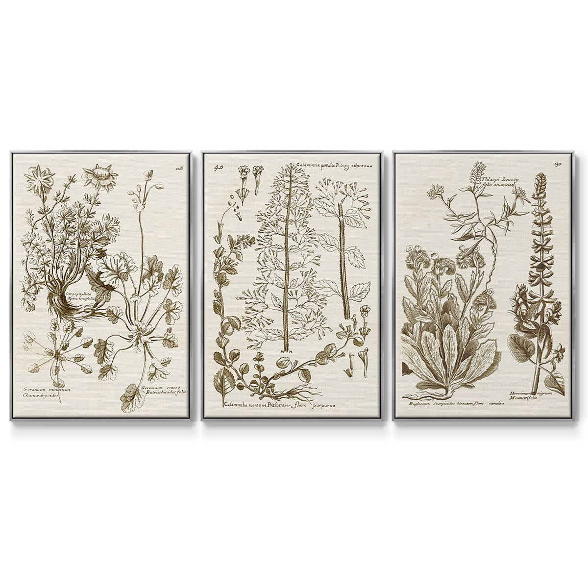 Sepia Botanical Journal IV - Framed Premium Gallery Wrapped Canvas L Frame 3 Piece Set - Ready to Hang