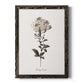 Sketchbook Leadwort - Barnwood Framed Canvas Print