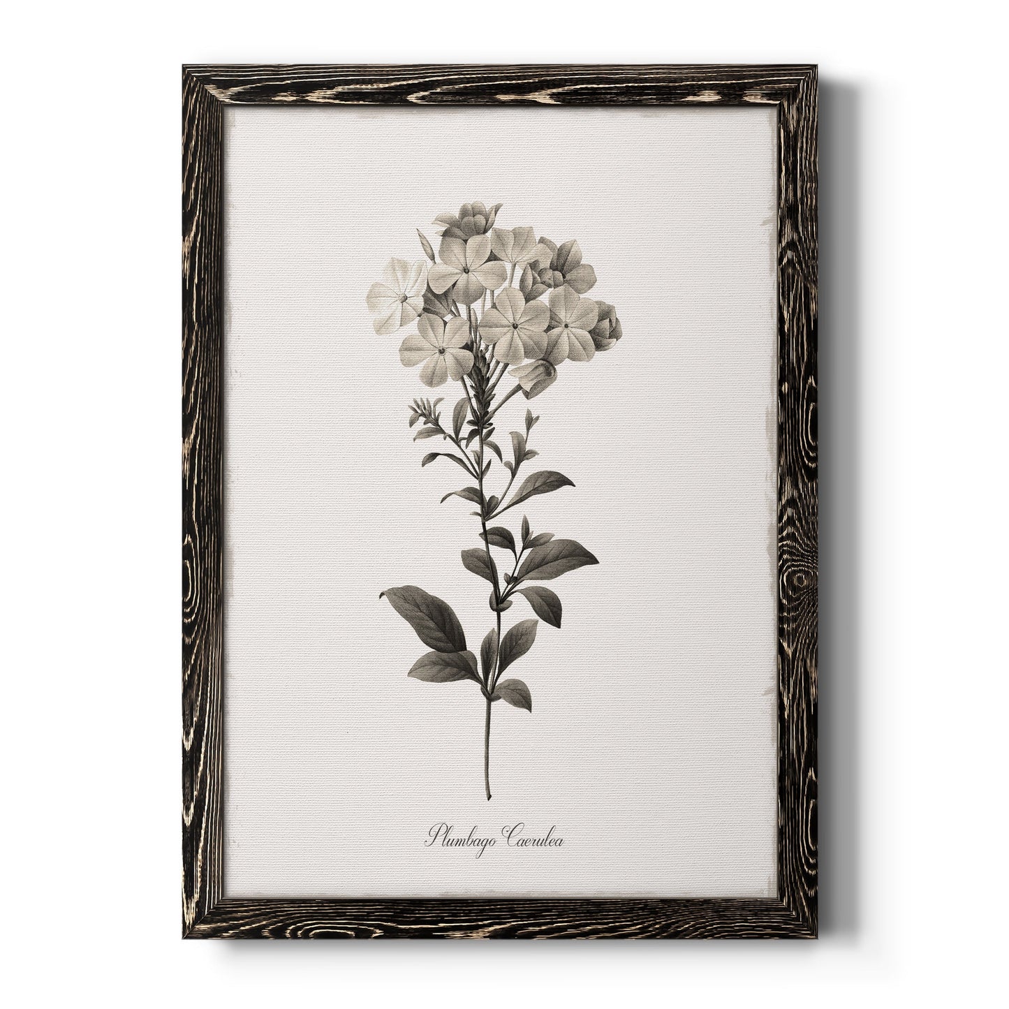 Sketchbook Leadwort - Barnwood Framed Canvas Print