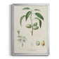 Antique Almond Botanical I - Modern Framed Canvas Print